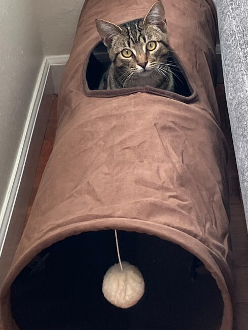 rin loves to play in the tube :3