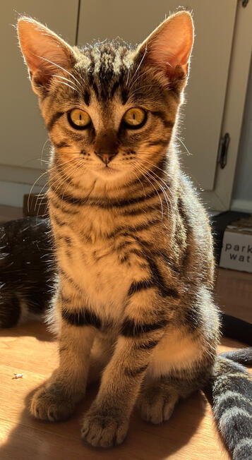 itty bitty baby rin, only 5 weeks old when we found her