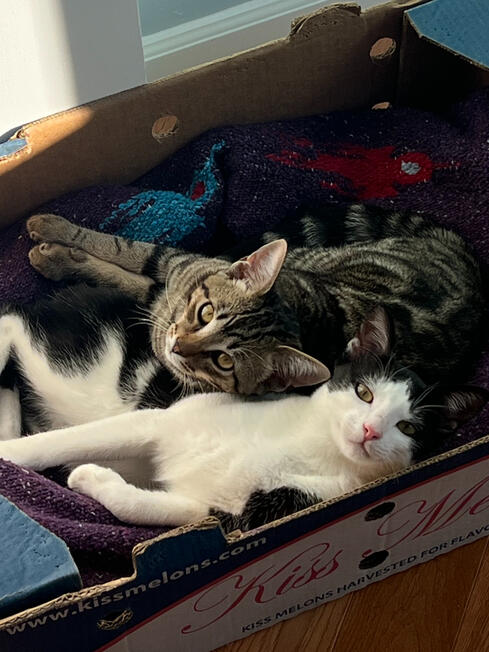 rin enjoys using her brother as a pillow...