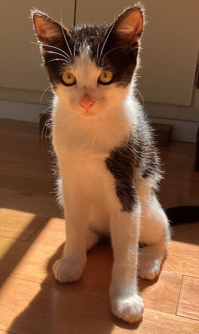 sooooo tiny, 5 week old baby ton-ton