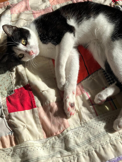 perfect sunbeam spot